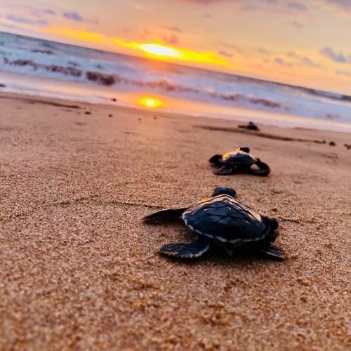 9822bed51d294ba9453971ab15f98369